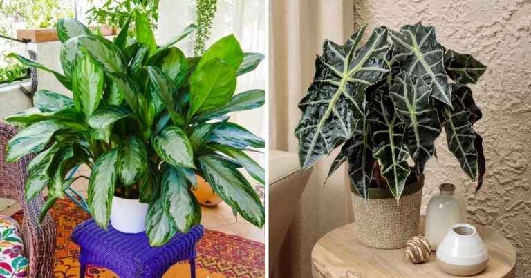 23 Big Houseplants To Make A Bold Statement In Your Living Room