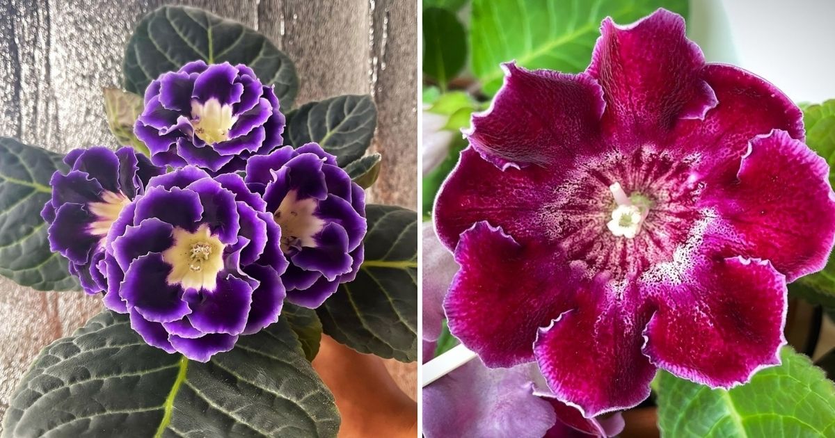 Bringing Beauty Indoors By Mastering Care Tips Of Gloxinia Houseplants