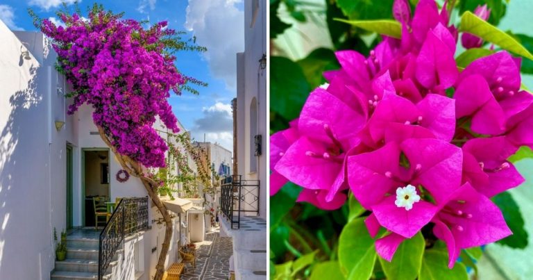 The Ultimate Guide To Growing Bougainvillea