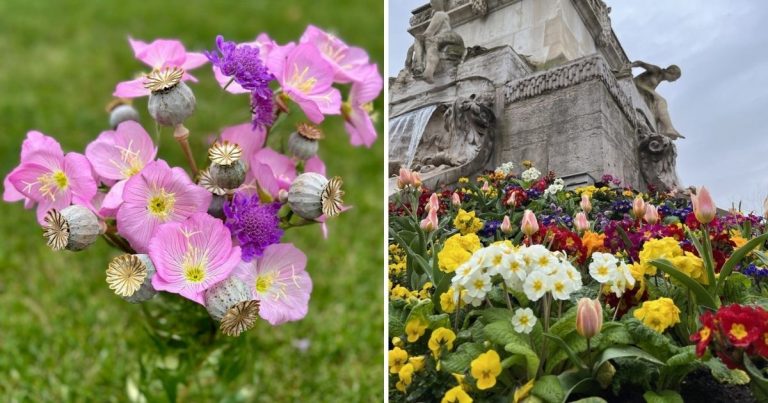 The Complete Handbook On Primrose Gardening And Maintenance