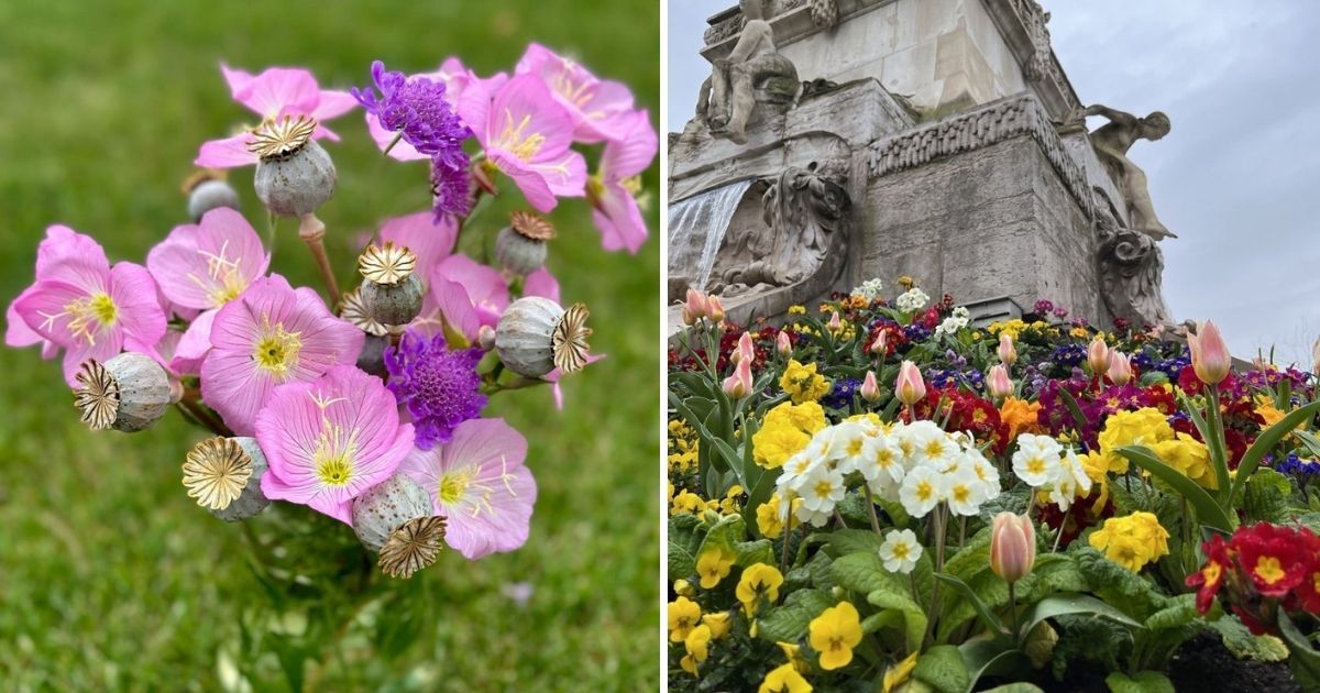 The Complete Handbook On Primrose Gardening And Maintenance