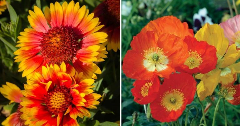10 Vibrant And Stunning Orange-Colored Flowers To Brighten Your Summer