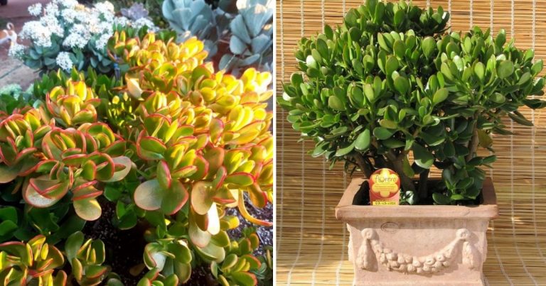 The Best 9 Jade Plant Varieties For Aesthetic Appeal