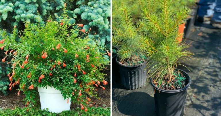 13 Unconventional Dwarf Trees For Indoor Gardening