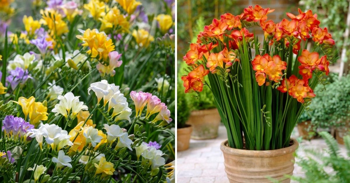 Freesia Care 101: Watering, Fertilizing, And Mulching For Healthy Growth