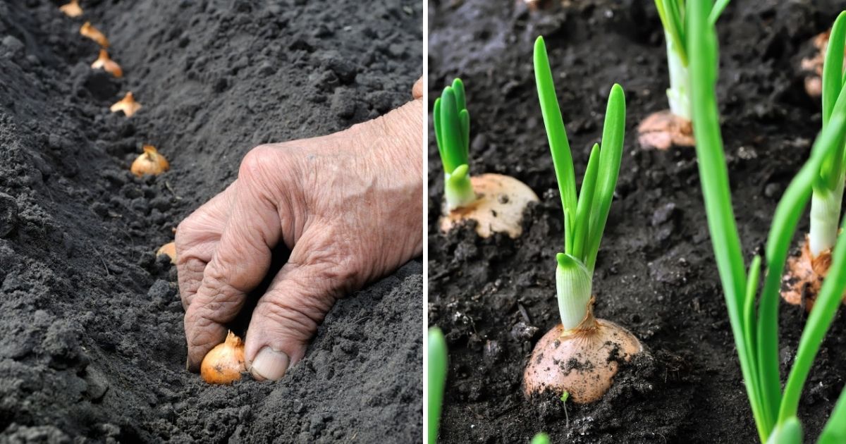 Unlocking The Secrets Of Growing Onions From Seeds