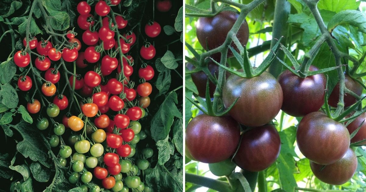 16 Best Cherry Tomato Varieties For Snacking And Fresh Eating