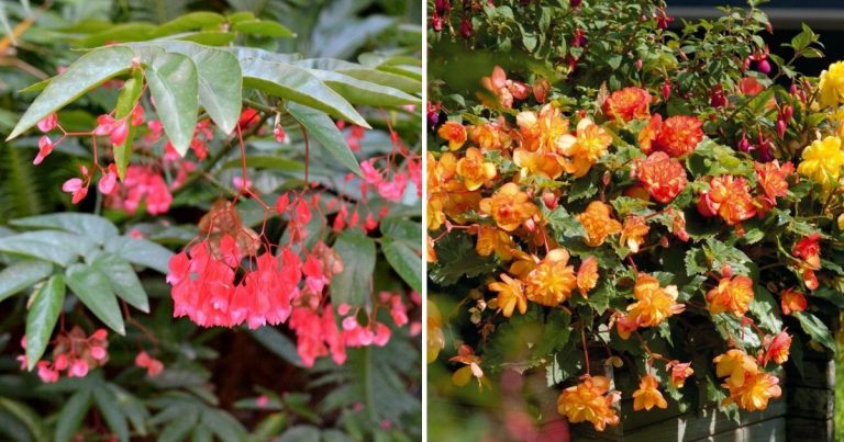 14 Mesmerizing Weeping Begonia Varieties For Serene Spaces