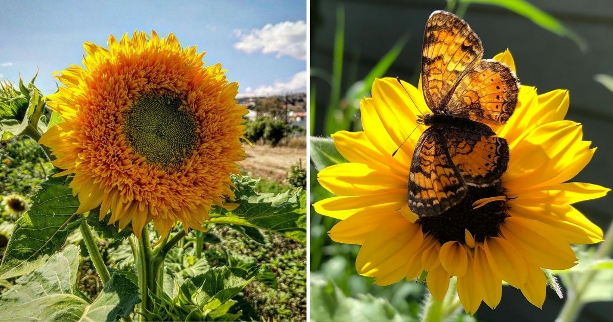 A Step-By-Step Manual For Planting, Growing, And Harvesting Seeds Of Sunflowers