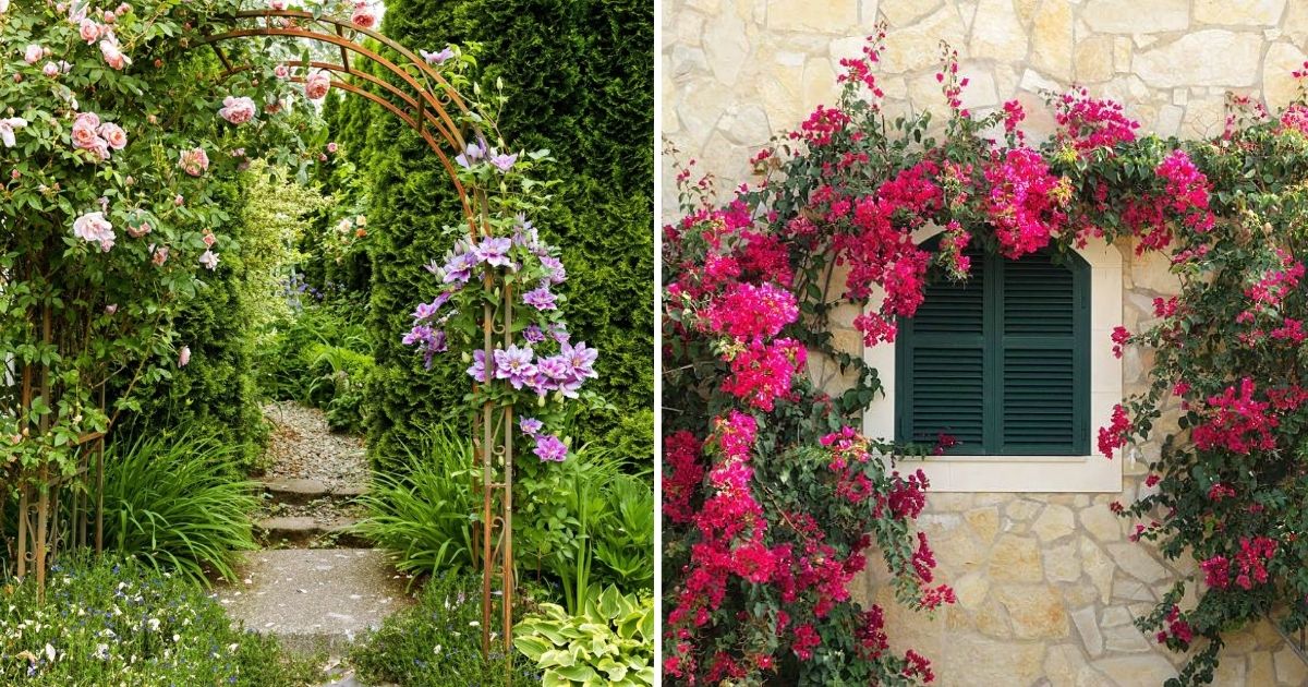 Nature’s Umbrella: 23 Vine Patio Ideas For Natural Shade