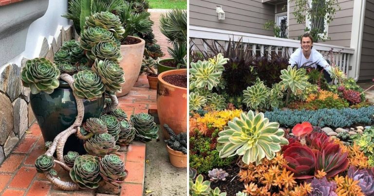 18 Remarkable Succulent Pictures That Showcase Nature’s Brilliance
