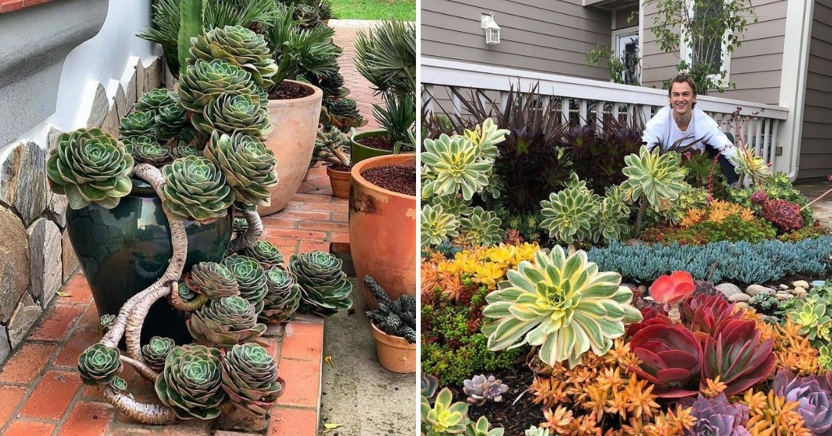 18 Remarkable Succulent Pictures That Showcase Nature’s Brilliance