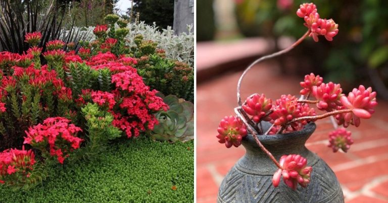 15 Stunning Succulents In Shades Of Red