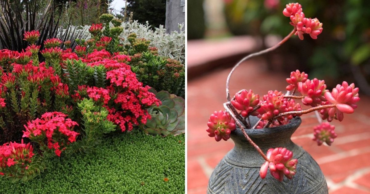 15 Stunning Succulents In Shades Of Red