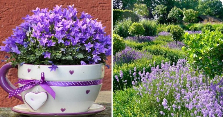 24 Magical Landscaping Ideas With Purple Plants
