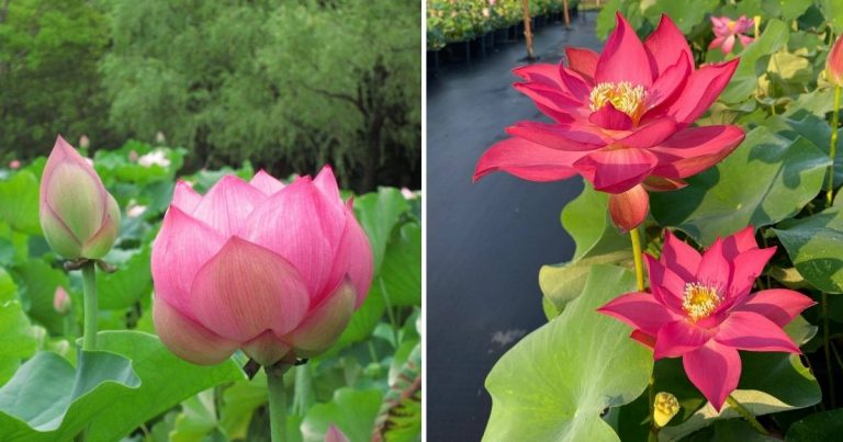 Expert Tips For Cultivating Exquisite Lotus Garden Blooms