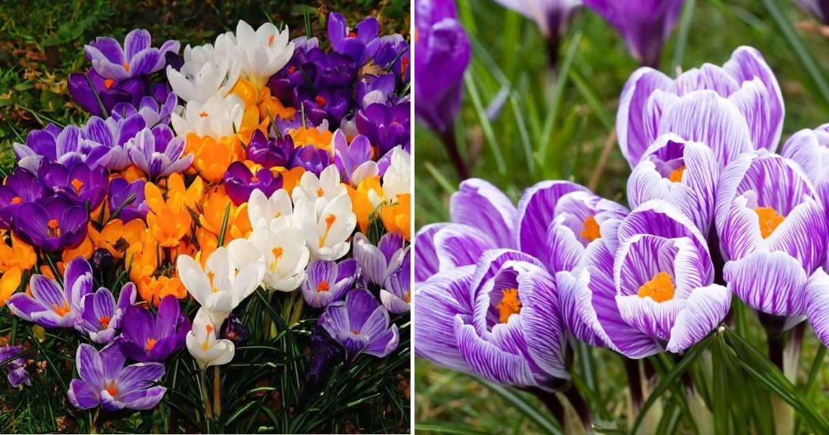 How To Grow And Enjoy Colorful Crocuses