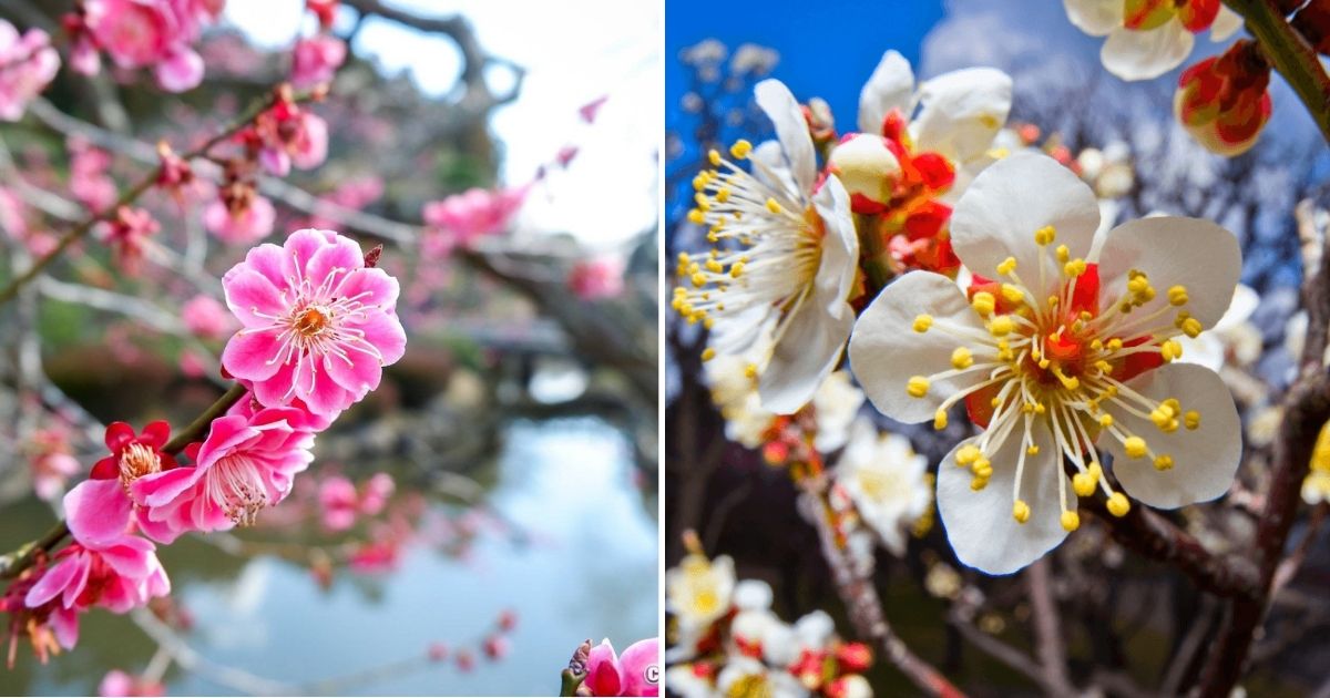 Explore The Everlasting Charm Of Plum Blossoms