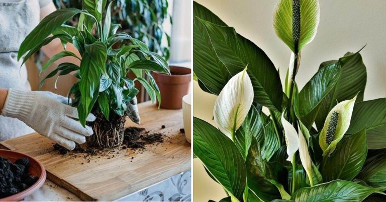 Unveil The Secrets Of Growing Peace Lilies