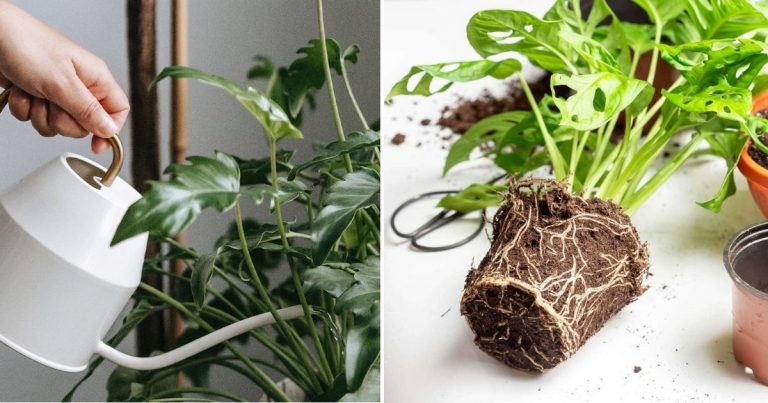 Uncover Root Rot: Signs, Symptoms, And Treatment