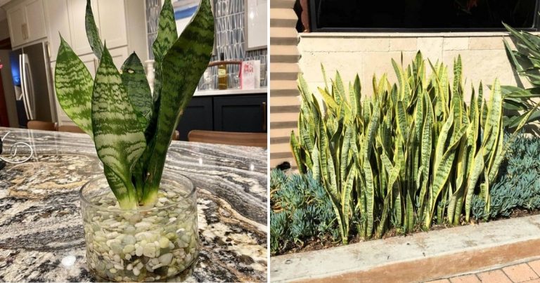 How To Make Mother-In-Law’s Tongue Grow And Bloom Beautifully