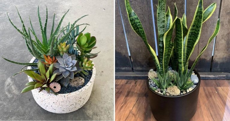 Harmonious Compositions: Arranging Succulents With Dracaena Trifasciata