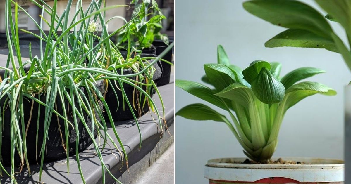 Small Space, Big Harvest: 16 Vegetables To Grow In Buckets And Bags