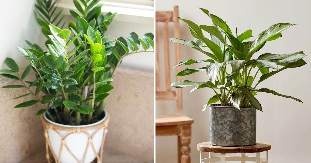 18 Houseplants You Cannot Kill Even If You Tried