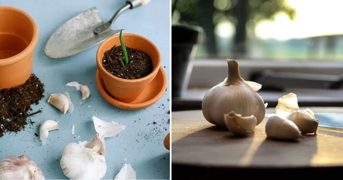 Stop Buying Garlic At Supermarkets: Here’s How To Grow A Bountiful Harvest Of Garlic Indoors