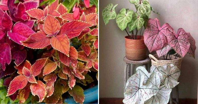 15 Vibrant Leafy Plants For Year-Round Color