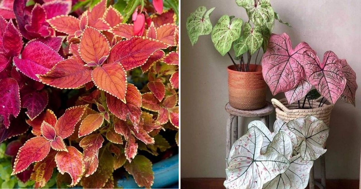 15 Vibrant Leafy Plants For Year-Round Color