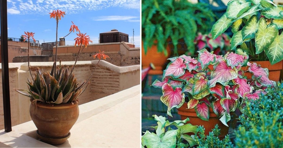 20 Low-Maintenance Plants That Are Perfect For Balcony Gardens