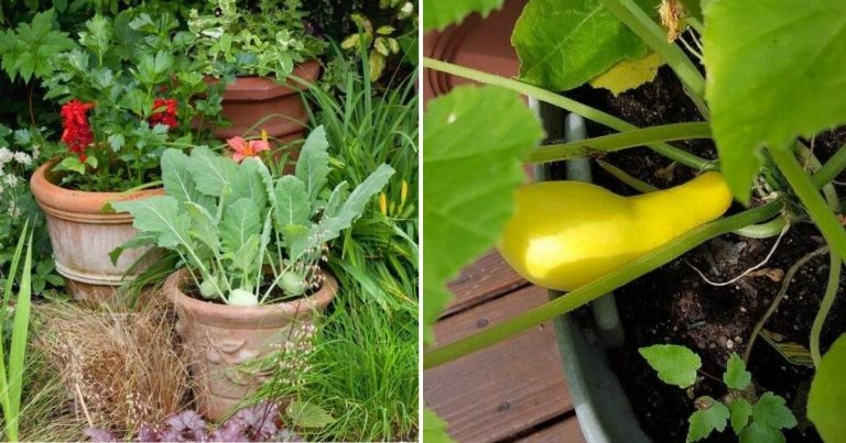 15 Effortless Vegetables For A Thriving Container Garden