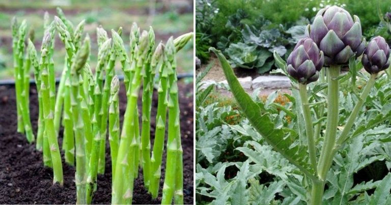 16 Nutrient-Rich Vegetables To Plant Once And Enjoy Forever