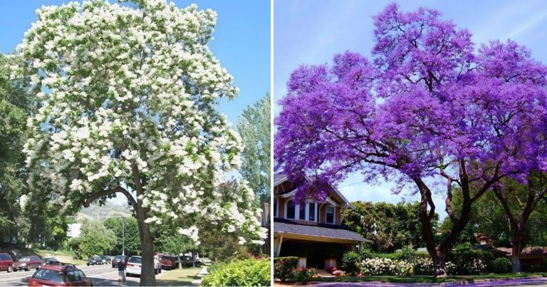15 Fast-Growing Trees That Will Transform Your Landscape In No Time