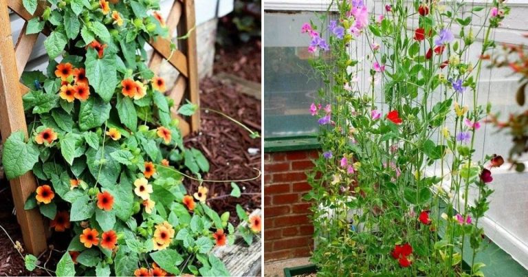 17 Amazing Fast-Growing Vines To Add Curb Appeal To Your Garden