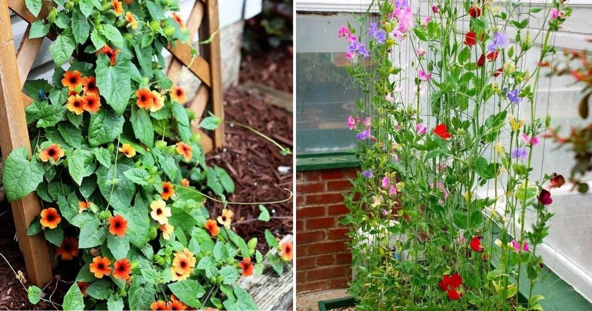 17 Amazing Fast-Growing Vines To Add Curb Appeal To Your Garden