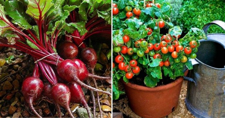 It’s Not Too Late! Here Are 18 Vegetables And Herbs To Fill Your Garden In August