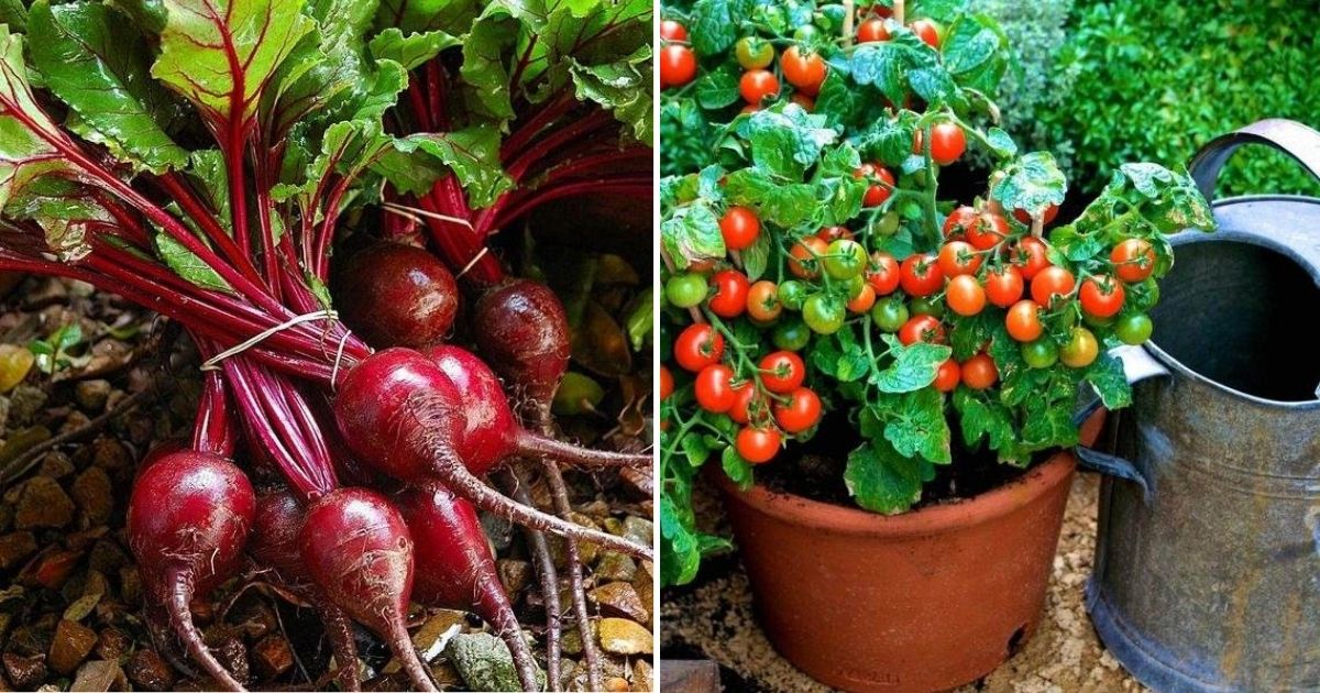 It’s Not Too Late! Here Are 18 Vegetables And Herbs To Fill Your Garden In August