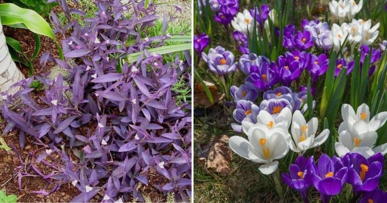 30 Enchanting Landscaping Ideas With Gorgeous Purple Plants