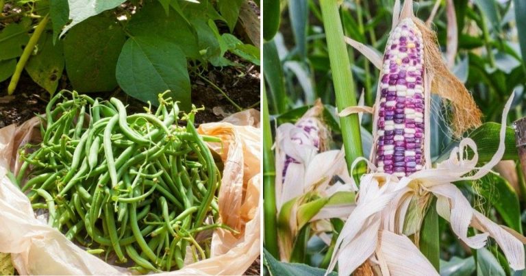 16 Crops That Will Save The Day In Your Emergency Garden