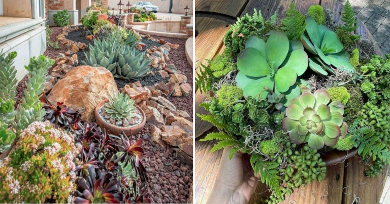 32 Succulent Garden Ideas To Create Enchanting Outdoor Scenes