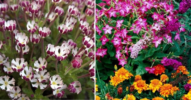15 Flowers That Bloom At Night For A Dreamy And Fragrant Garden