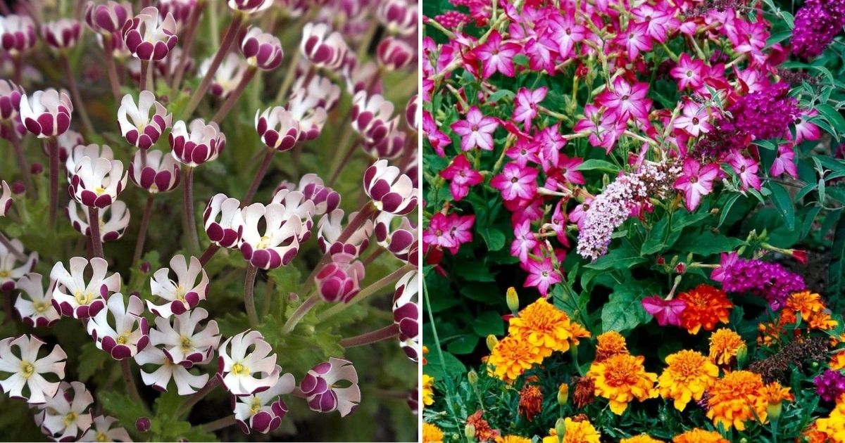 15 Flowers That Bloom At Night For A Dreamy And Fragrant Garden