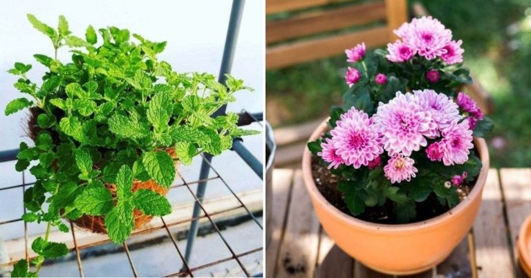No More Bugs! 15 Indoor Plants That Protect Your Home From Pests