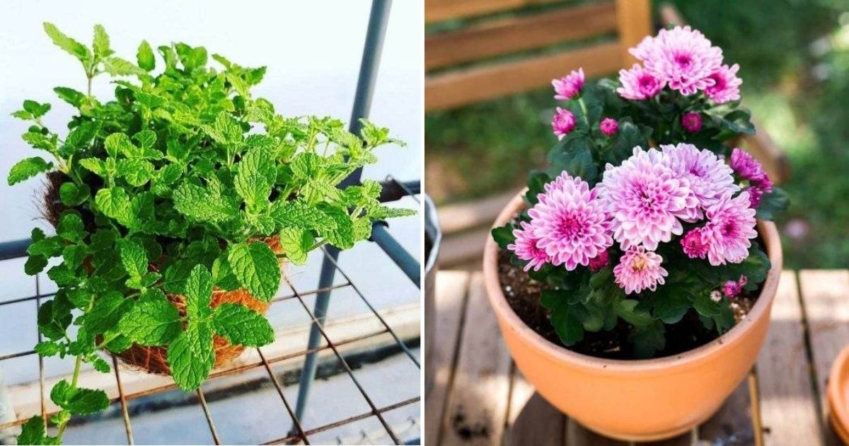No More Bugs! 15 Indoor Plants That Protect Your Home From Pests