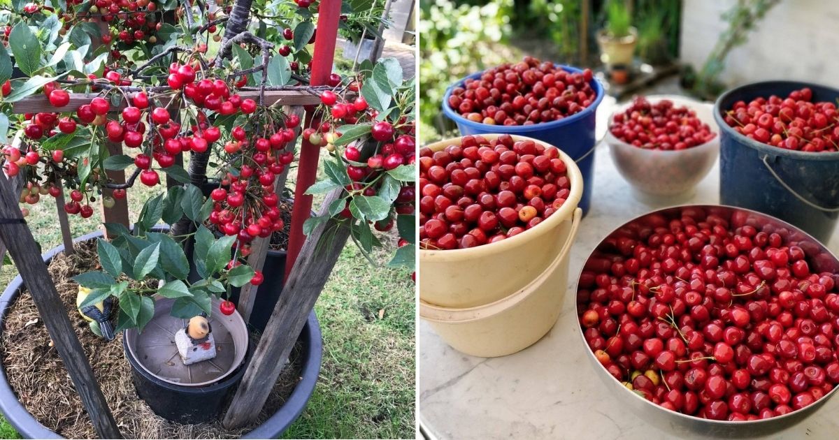 Everything You Need To Know About Planting A Cherry Tree
