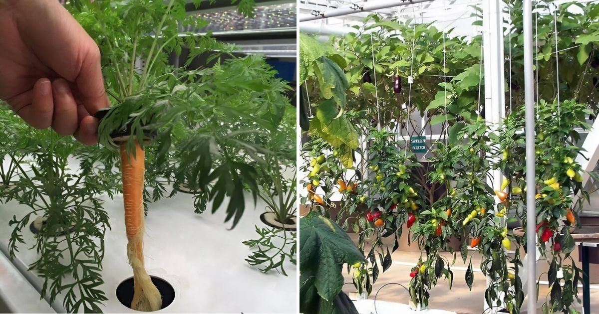10 Vegetables That You Can Grow With Hydroponics