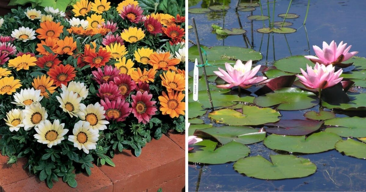 10 Most Beautiful Flowers Around The World