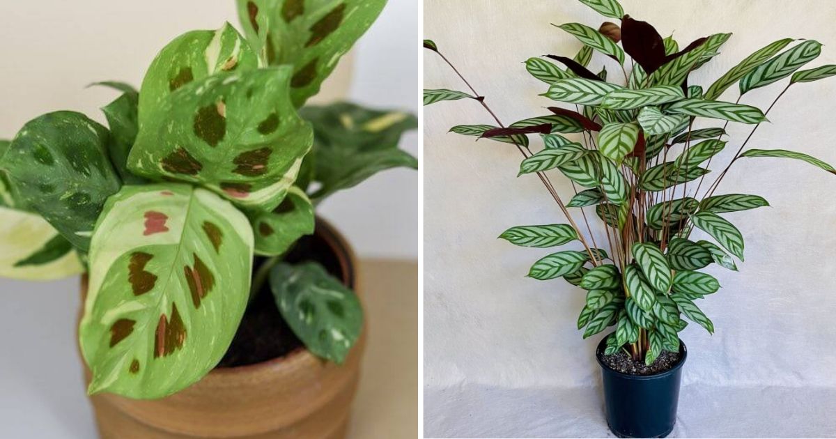 9 Most Beautiful Prayer Plant Varieties To Grow